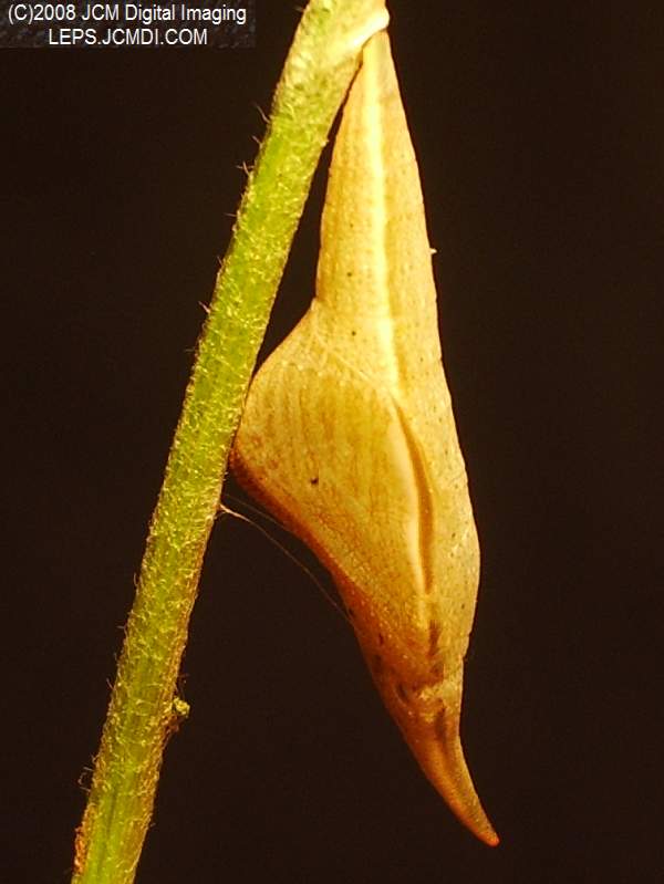 Sara Orange-Tip butterfly pupa